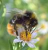 Bombus lapidarius